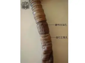 ^唐!攀矒E晢蚓萦e棬橪菳 